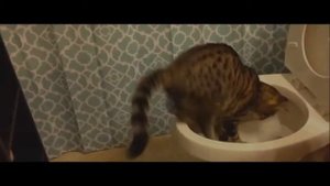 Кота смыли вунитаз!!