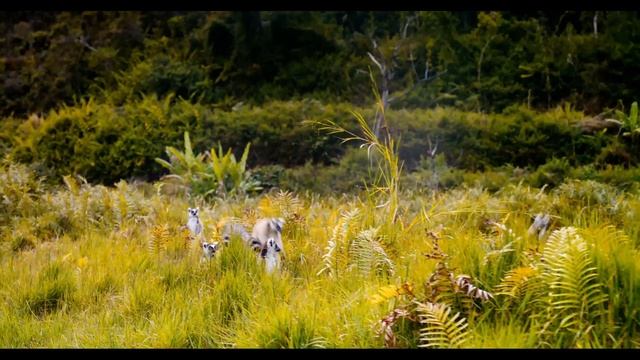 "The Lemur Dance" Featurette - Island of Lemurs: Madagascar смотреть онлайн