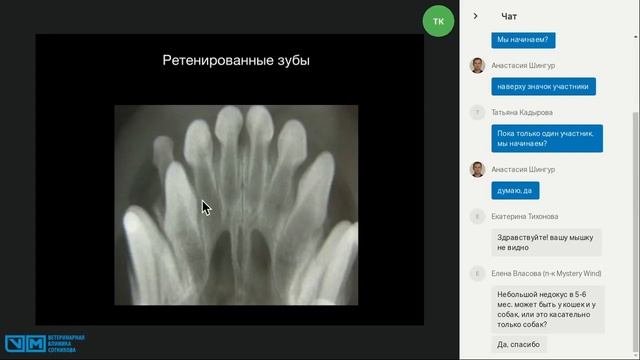 С чего начинается ветеринарная стоматология