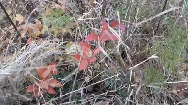 Кедровый стланик и гибрид, небольшой обзор. смотреть онлайн