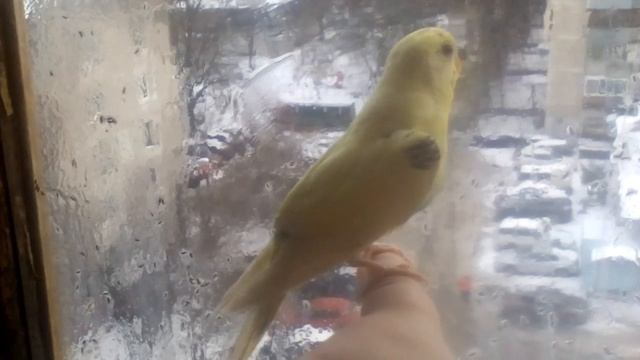 Как приручить,чтобы попугай не улетал???у окна или зерка́ла́! смотреть онлайн