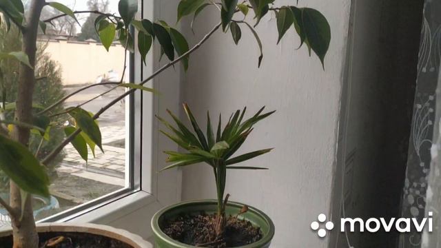 💐 Цветочки мои. Обзор моих цветов