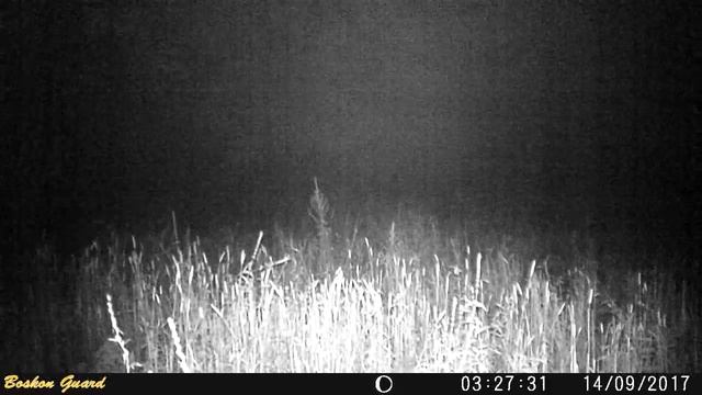 Кабаны в Елово смотреть онлайн