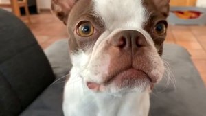 Собака психанула | Бостон Терьер | Boston Terrier | dog freaked out