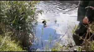 Обучение русского охотничьего спаниеля подачи птицы