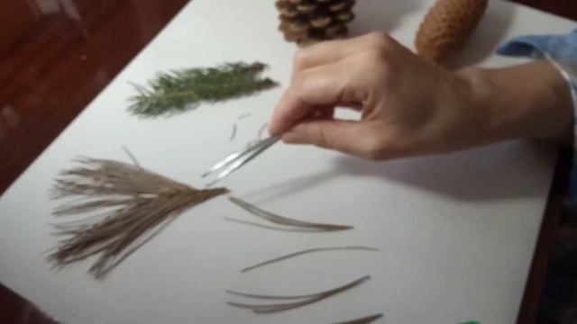 Хвойні. Порівняльна характеристика сосни і ялини. смотреть онлайн