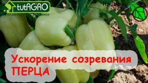ПЕРЕЦ СОЗРЕЕТ в 2 РАЗА БЫСТРЕЕ, если подкормить его сейчас этим домашним БЕСПЛАТНЫМ средством.