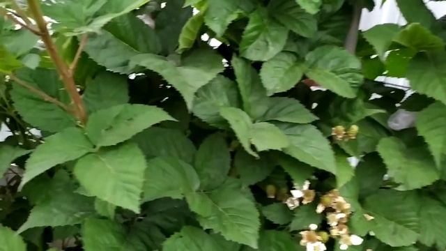 Ремонтантный сорт ежевики Чёрная Магия начинает созревать - вкусная и сладкая