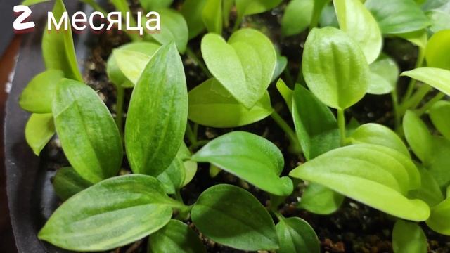 Выращиваю хосты из семян, как выглядят сеянцы в 2 месяца... смотреть онлайн