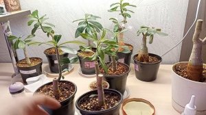 Прививка Адениума