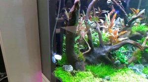 Новый вариант аквариума incpiria от Eheim
