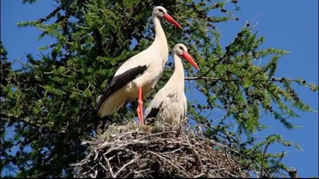 Птахи восени смотреть онлайн