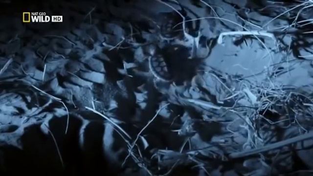 Атака Крокодилов смотреть онлайн