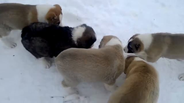 Щенки алабая Эры и Елдара смотреть онлайн