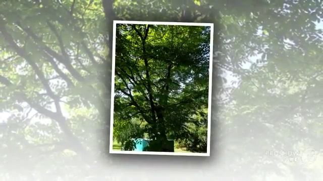 Maackia - garden plants смотреть онлайн