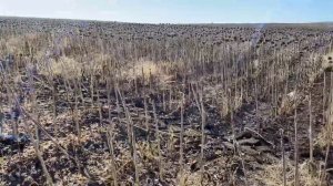 Безрядковая протягивающая жатка подсолнечника Harvester-8400 Оренбургская область