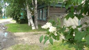 Сирень Амурская белая у дома моего
