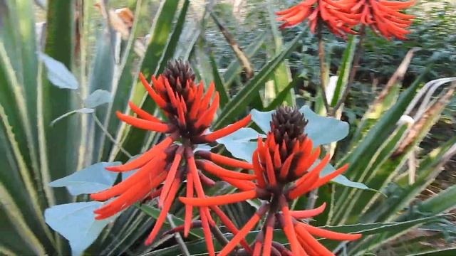 Flor de colorin Erytrina coralloides смотреть онлайн