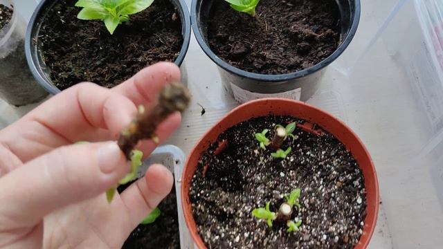 Черенкование одревесневшими зелёными черенками гортензии.
