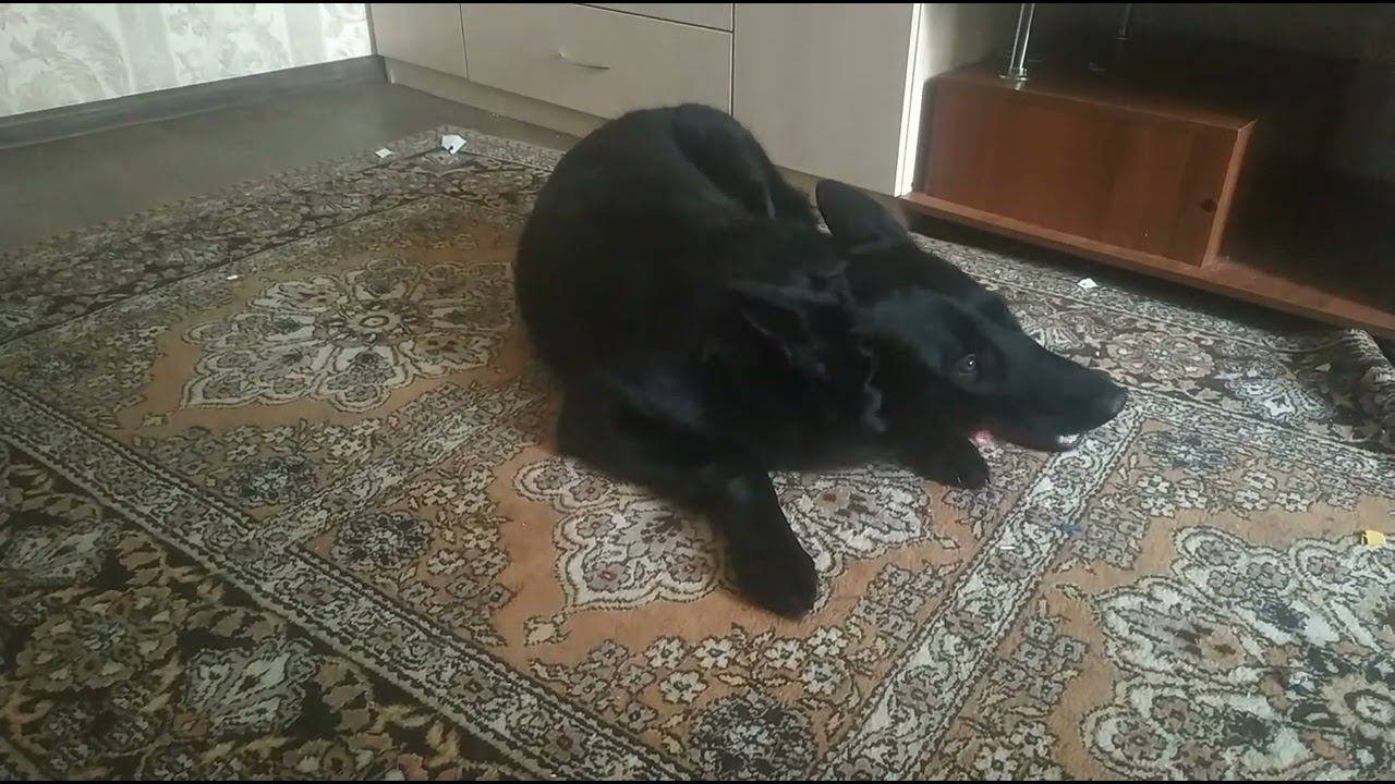 ВЕО черная Восточно Европейская Овчарка 22 смотреть онлайн