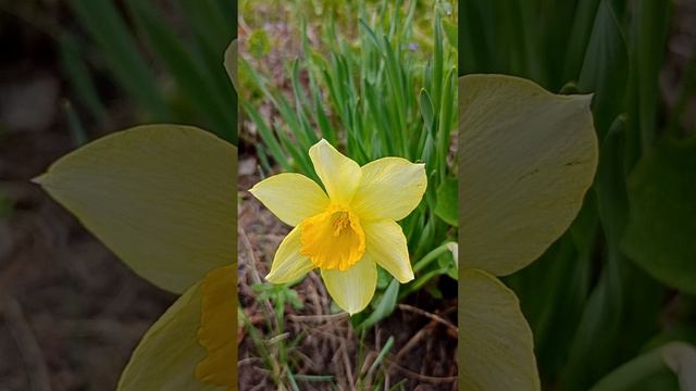 Нарцисс (Narcissus)🌷