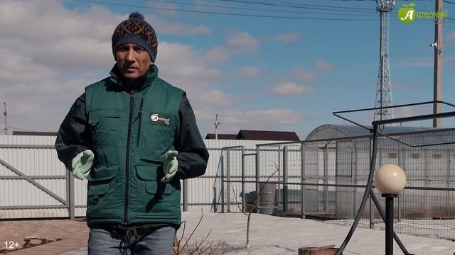 Удобрения для розы весной: что выбрать и когда вносить? Подкормка розы после зимы смотреть онлайн