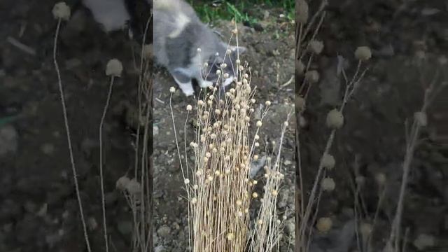 3 июня. В День святой Елены на Руси сеяли лён.