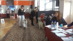 Показ собаки на монопородной выставке