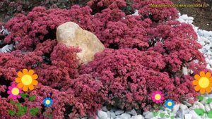 Очиток гибридный Дазздеберри. Краткий обзор, описание характеристик sedum Dazzleberry