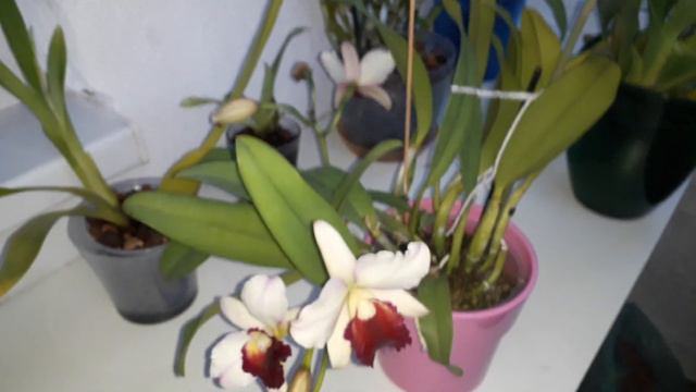 Ура! Долгожданное цветение каттлеи:через тернии к звездам 😍 смотреть онлайн