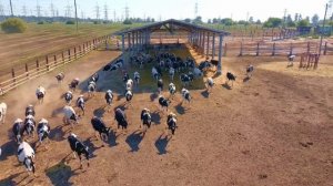 The TёLKI. Жизнь на ферме.