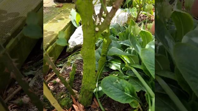 Омолаживающая обрезка роз смотреть онлайн