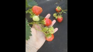 Приключения китайских сортов клубники в Беларуси