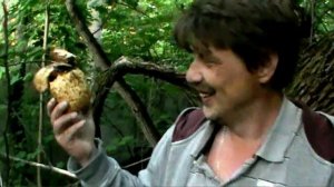 Гриб против пьянства!!! (Копринус)