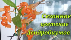 Сезонное цветение Дендробиумов.  1 часть.