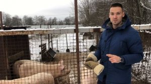 Как живёт свинья на ферме? | Прочный свинарник своими руками