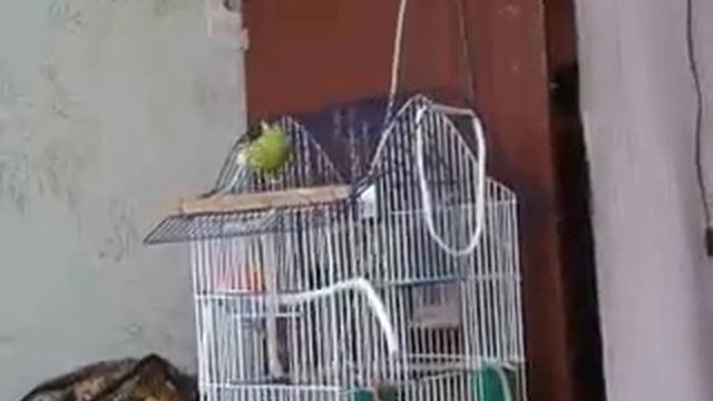 Когда попугаю скучно смотреть онлайн