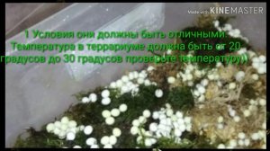 Что делать чтобы улитки забеременяла?????) оставила 455яйц на вылупления ((??????????