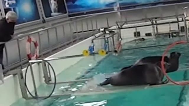 Байкал 2021. Нерпинарий в Листвянке. смотреть онлайн