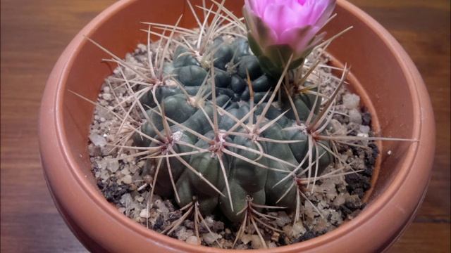 Timelapse Cactus - Gymnocalycium monvillei ssp. horridispinum