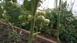 Метронидазол для растений. Сроки обработки.