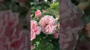 Роза Ютерсейн Розенпринцесса