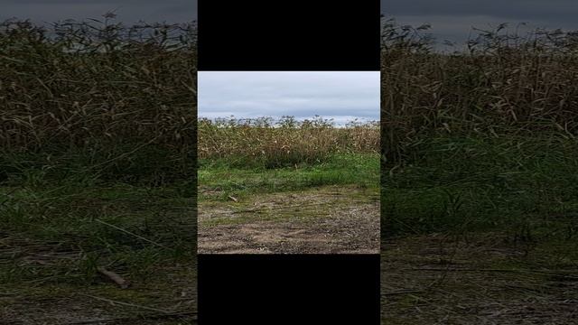 Остров Кличен