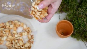 Цветы из фисташек, суккулент DIY Tsvoric / Pistachio, succulent flowers