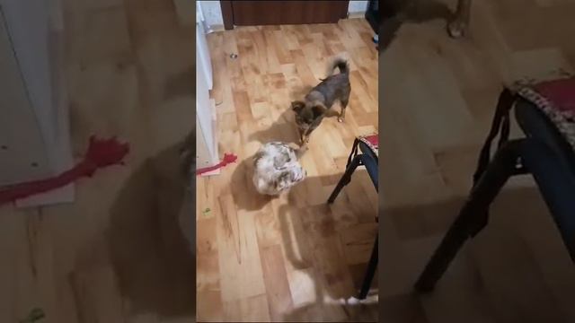 Ялта в новом доме 🥰 благодарю за любовь ❤️ выпускники питомника чихуахуа Кастропуло Крым смотреть онлайн