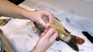 КАК почистить карпа без проблем. Есть ответ.