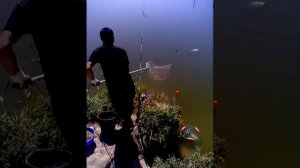 Ловля Толстолобика 03