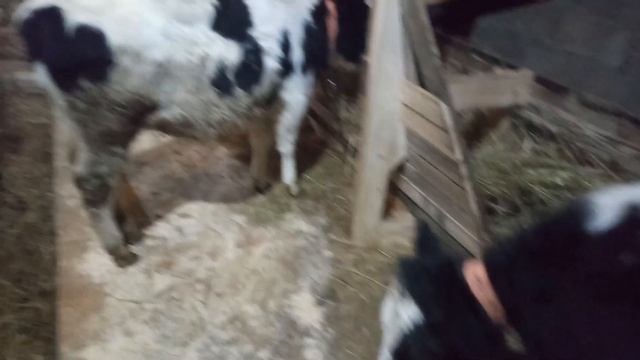Сарай и телята спустя две недели.