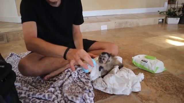 CHANGING MY MONKEYS DIRTY DIAPER ! WHAT DID WE FIND ?! смотреть онлайн