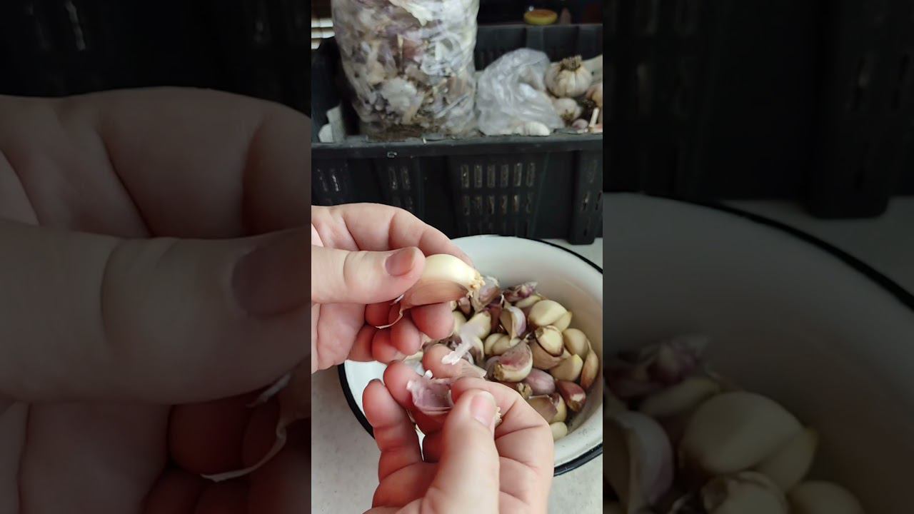 ОЗИМЫЙ ЧЕСНОК весной через рассаду.